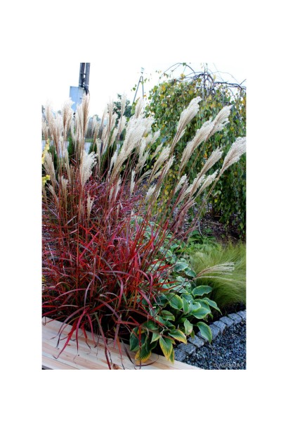 Кущ міскантуса ‘Королева Інгрід’ 